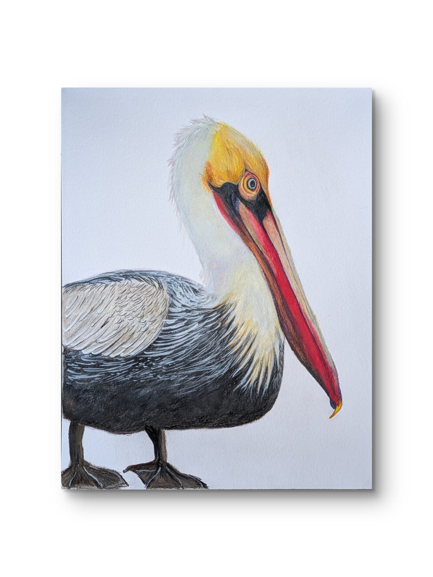 Pelican Original Coloured Pencil Portrait