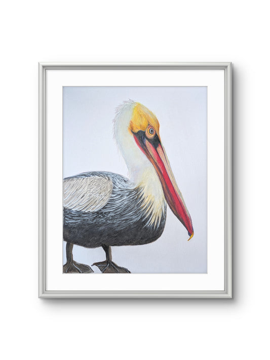 Pelican Original Coloured Pencil Portrait
